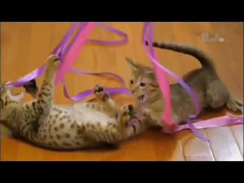 Самые Симпатичные Котята Cute Cats Милые Очаровательные Котики Animal Planet