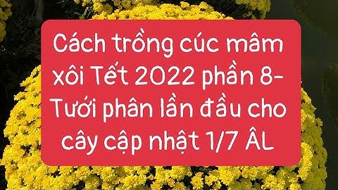Cách trồng cúc mâm xôi Tết 2022 phần 8 - tưới phân lần đầu cho cây cập nhật ngày 1/7 âm lịch