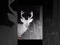 Nice one! 🦌 #buckdeer #deer #wildlife #hunting #trailcams #bucks #bigbuck #gamecamera #antlers