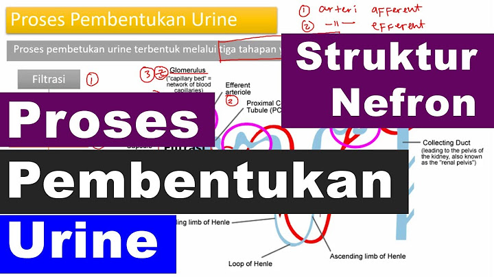 Urutan yang benar mengenai bagian bagian nefron dalam pembentukan urine adalah