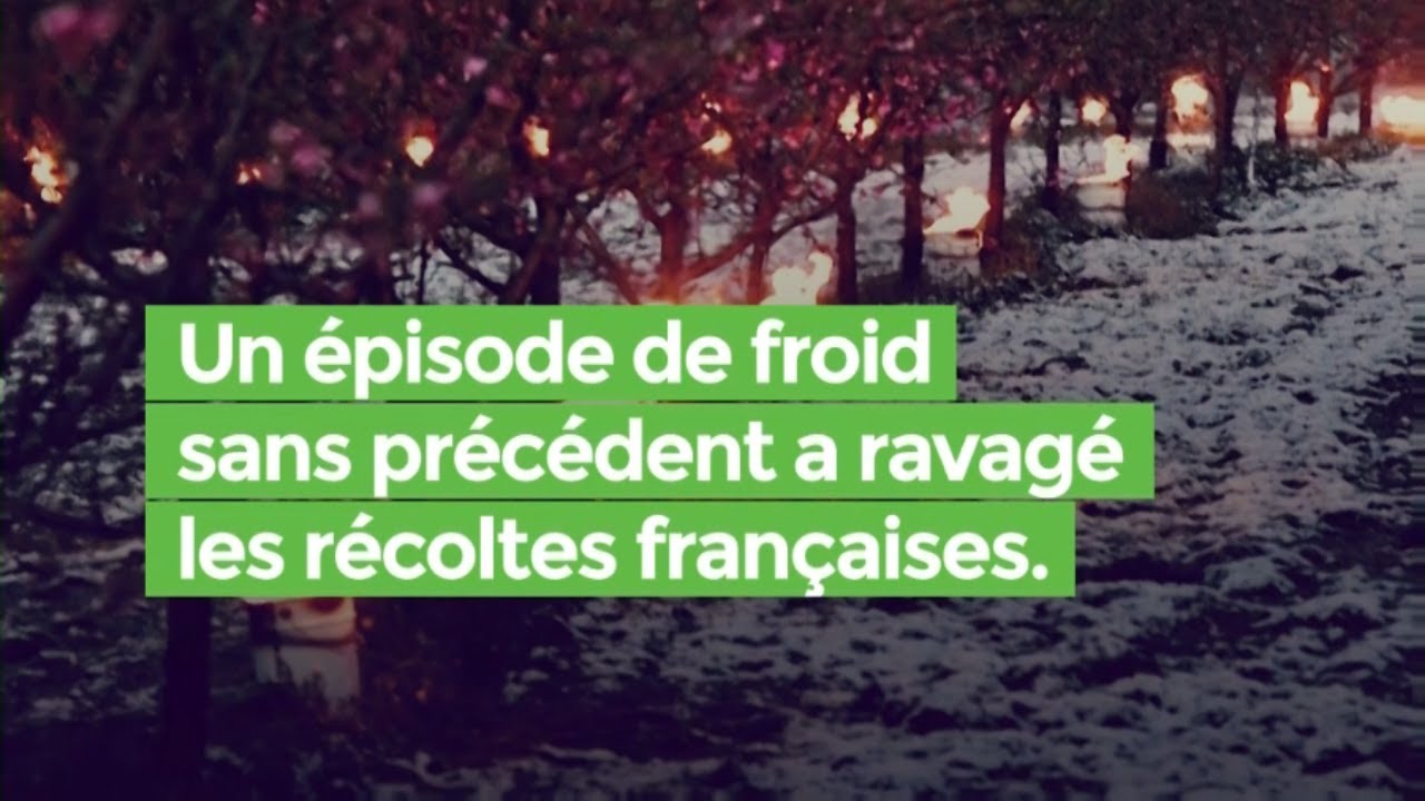 Vague de froid : les agriculteurs durement frappés