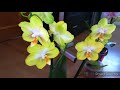 Орхидеи ❤️Получила красоту от Татьяны👍