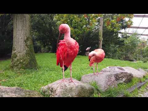 Walsrode Bird Park - Germany