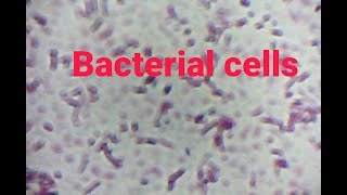 Bacterial cells Under Microscope.