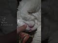 Not a care #cats #catvideos #funny #video #catlover #whitecat #spock #tiktok #subscribe #music