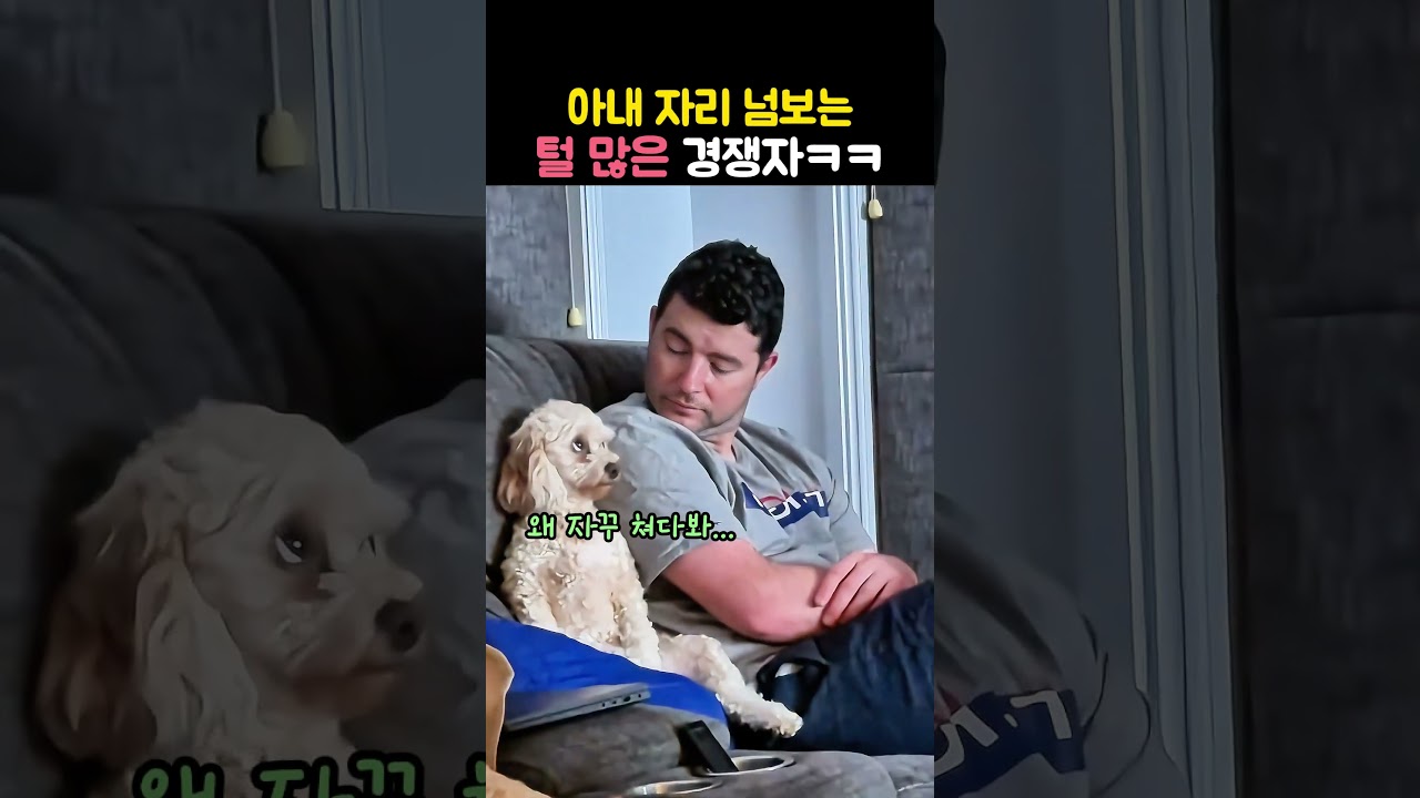 남편만 보면 눈빛이 달라지는 강아지ㅋㅋ 아내가 서운한 이유 #강아지 #반려견 #댕댕이 #귀여운강아지