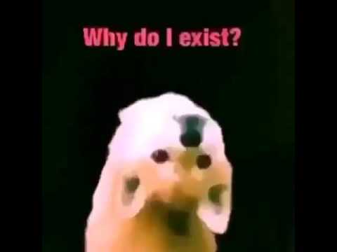 dank meme dog youtube hqdefault dank meme dog youtube,Dank Memes Dog