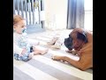 Becoming Us ~ A Boxer Dog and his Baby Best Friend