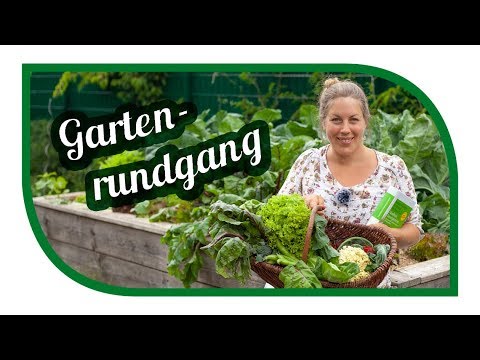 blattläuse-biologisch-bekämpfen-🦗-unsere-tipps-mit-hausmitteln-🦗-gartenrundgang-juni-mit-ernte