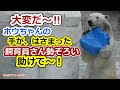 大変だ～‼ホウチャンの手がはさまった💗飼育員さん勢ぞろい助けて～！【天王寺動物園】