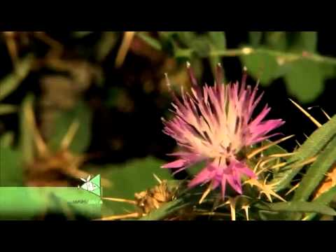 Plante Ocrotite Din Delta Dunării Youtube