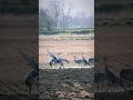 #shorts#ytshorts#youtubeshort#trending#viral#nature#naturephotograpy#naturelovers