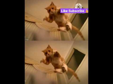 Funny cat 🐈 pity kitty 😺sick#shot #Animals#video
