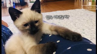 샴고양이 입양 후  6개월간의 일상 🐈 귀여운아기고양이모음 / 내돈내산 캣타워 추천 / vlog-1편