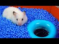 🐹 World&#39;s Largest Hamster Maze -Obstacle course!