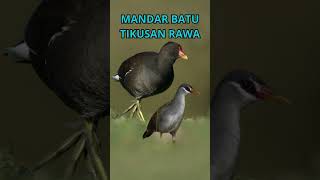 Mandar Batu - Tikusan Rawa