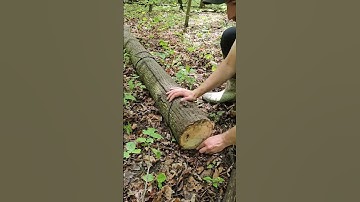 How to move around heavy logs by hand 🪵