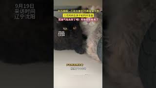 包辦婚姻:三花大美女VS黑貓高冷男,三花媽媽生小孩如同開盲盒,這運氣也太好了吧!所有顏色都有了