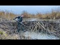 VERY WIDE BEAVER DAM REMOVAL BY HAND. HARD WORK IS THE WAY TO STAY FIT :)