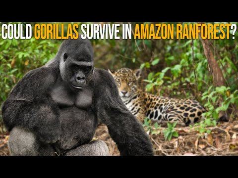 Could Gorillas Survive In The Amazon Rainforest?