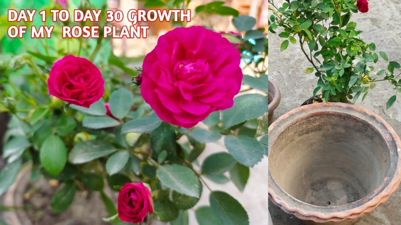 How To Grow Rose Plant Rose Plants quick growth Tips YouTube