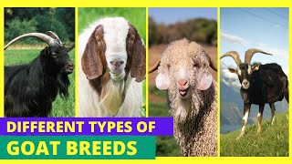 Different Types of Goats Unveiled: Explore the World of Goat Breeds