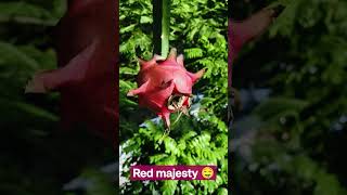 Super sweet red majesty #fruit #reddragonfruit #rooftopgarden #gardening