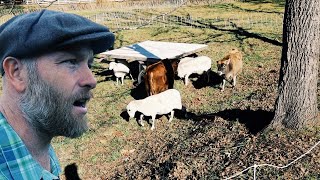 The Perfect Sheep Shelter Just Got Better