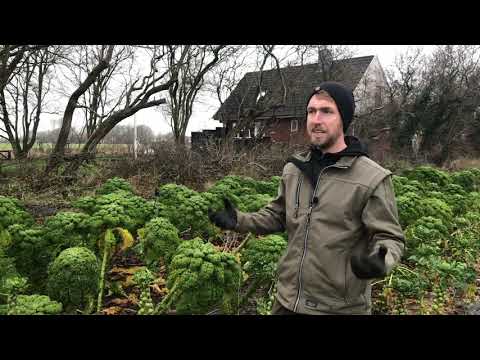 Video: Høst rosenkål – hvornår og hvordan man plukker rosenkål