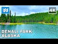 [4K] Denali National Park, Alaska USA - Horseshoe Lake Trail Hiking / Walking Tour Treadmill Workout