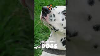 Facts About Dogs  Part 8 #shorts #short #dog #dogs #dalmatians