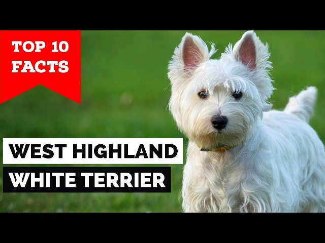 done deal west highland terrier