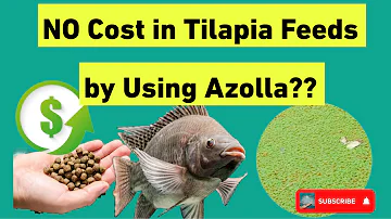 NO Cost in Tilapia Feeds by Using Azolla. Save up to 100 percent Feed Cost. #savemoney #growyourfood