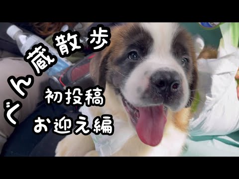 セントバーナードの子犬を迎えに行きました。