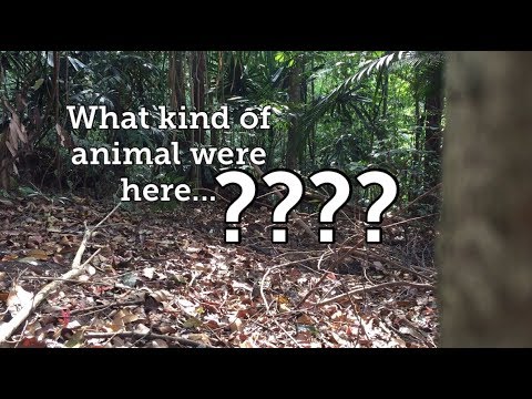 Video: Apakah Haiwan Hutan Khatulistiwa Lembap