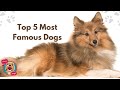 The Top 5 Most Famous Dogs: Icons of Canine Stardom