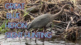 Great blue heron silent hunting! Watch until the end!