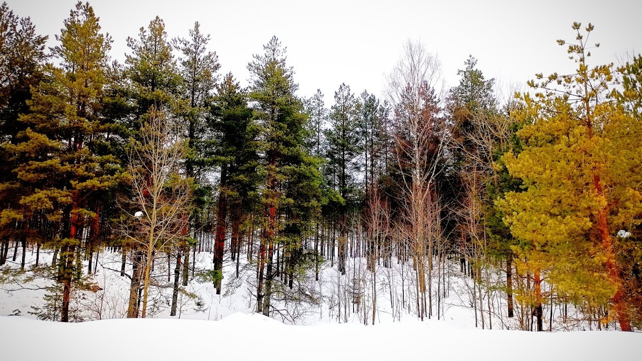 Весенняя ходовая охота! Закрытие сезона! Весна 2026