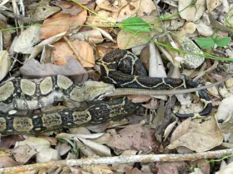 Snake eating a gray Iguana in Residencial Campisa,...