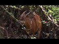 Critically endangered mountain bongos released into the wild in Kenya