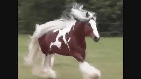 القارئ أحمد سعود || سورة العاديات ||حالات واتساب || تلاوة قديمة || Whatsapp status || Ahmad Saud