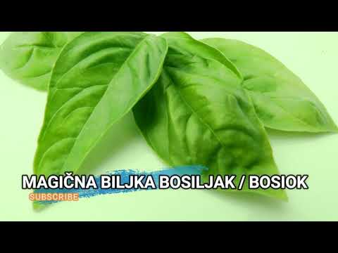 Video: Perilla Grm Ili Bosiljak (Perilla Ocymoides L) - Ukrasna I Ljekovita Biljka