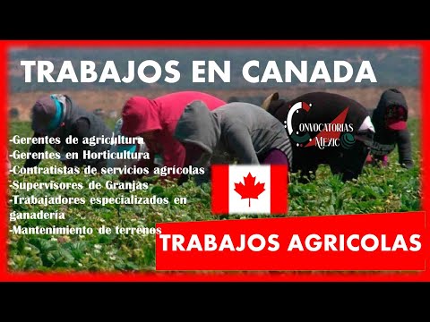 Trabajos en Canadá Agrícola 2022-2023 Secretaria de Trabajo y Previsión Social Convocatoria Laborale