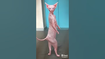 Кошка танцует