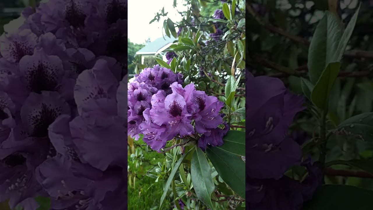 Purple rhododendron