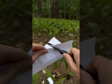 Folding Pocket knife