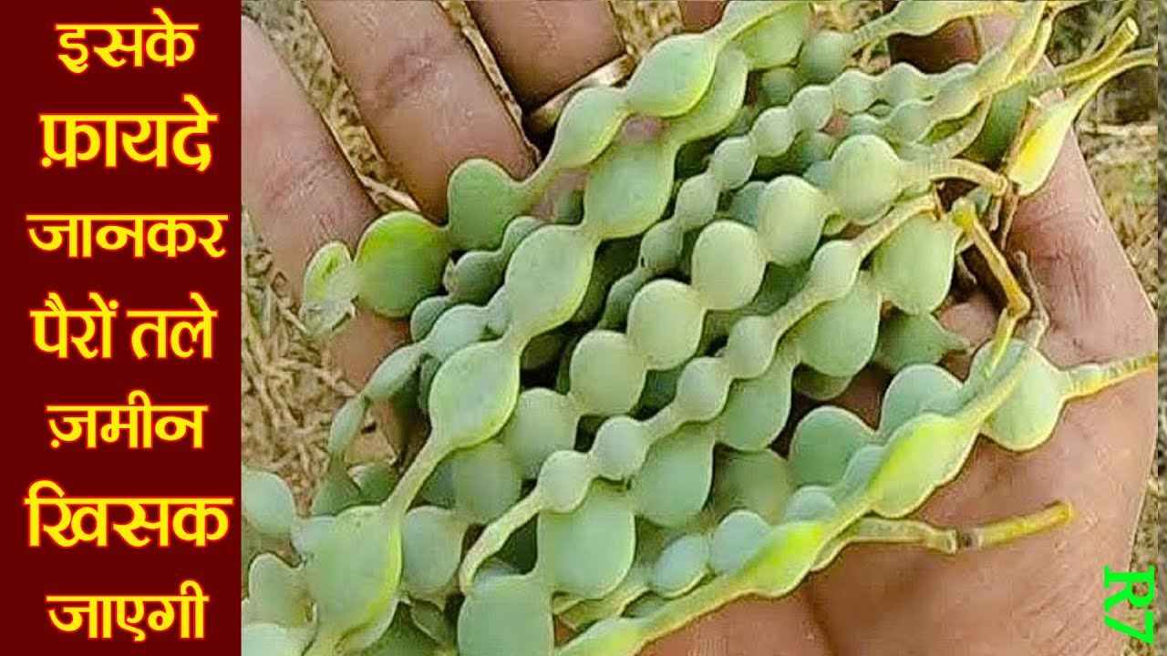 Ayurvedic Benefits of Babool: खज़ाने से भी कीमती हैं बबूल की फली, गोंद से छाल तक सब कुछ R7