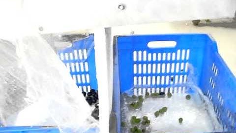 Olive selection machine - (www.selectionmachines.com)