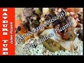 How to make Moroccan Lamb Couscous a hearty Mediterranean dish with The French Baker TV Chef Julien