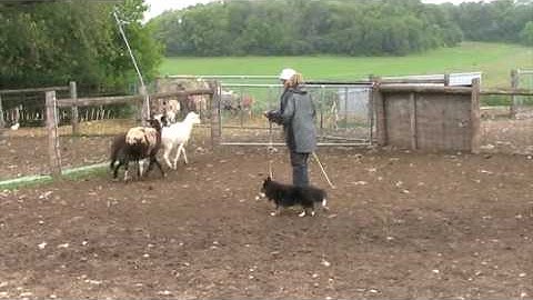 Sami Herding Instinct Test #2 June 09